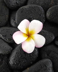 Fototapeta na wymiar Macro of frangipani and black wet stones texture