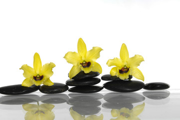 Fototapeta na wymiar Spa concept with three yellow orchid on stones