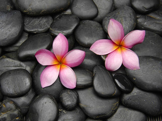 Fototapeta na wymiar Two pink frangipani flowers on Pebbles
