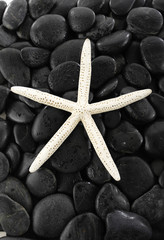 Fototapeta na wymiar White Starfish and beach black pebbles