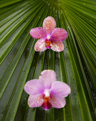 Two gorgeous orchid and palm leaf