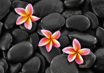 Three frangipani flowers on black pebbles