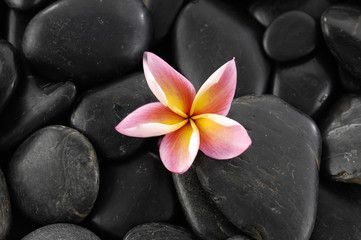 Macro of frangipani and black stones