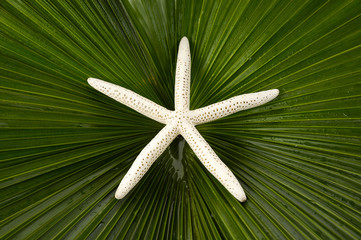 Fototapeta na wymiar white starfish with palmate palm frond
