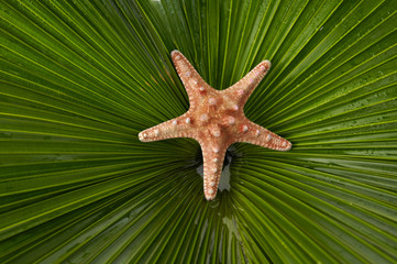 Fototapeta na wymiar The underside of a palmate palm frond and starfish