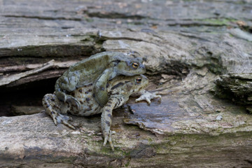 Common toad, Bufo bufo
