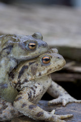 Common toad, Bufo bufo