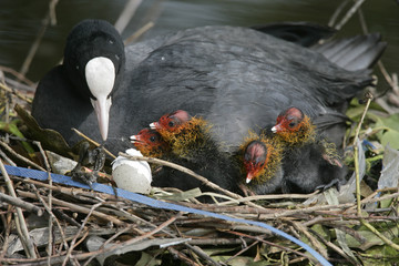 Coot, Fulica atra