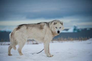 Fototapeta premium Greenlandic sled dog