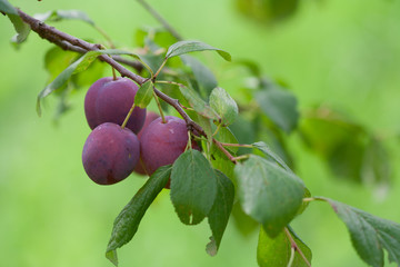 Purple ripe plums on the tree