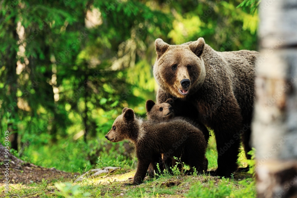 Wall mural brown bear family in forest