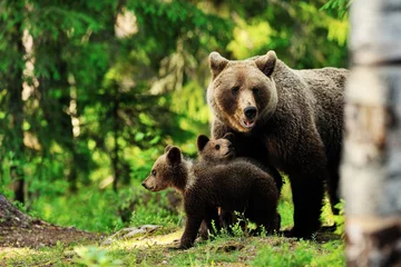Foto op Canvas Brown bear family in forest © Erik Mandre