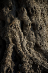 Olive tree bark