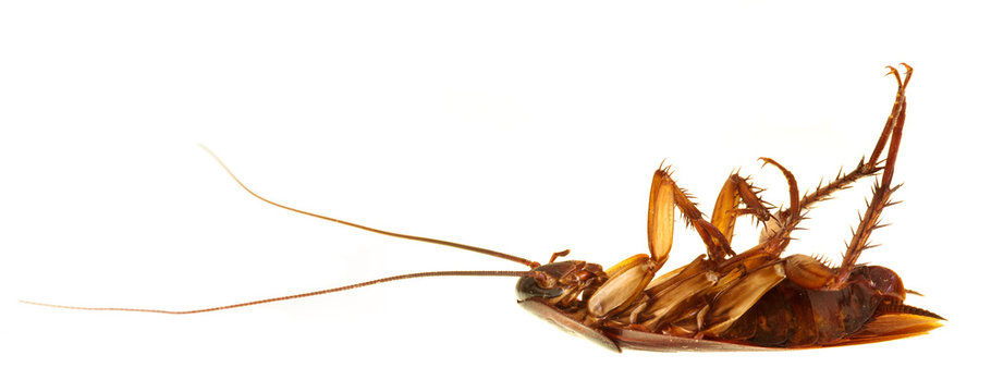 Cockroach profile isolated