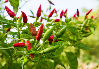 Red hot chili pepper tree