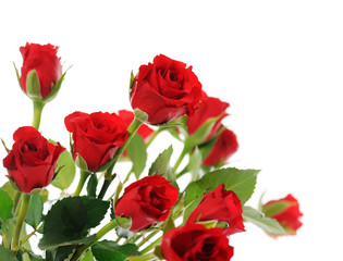 Fototapeta na wymiar red roses