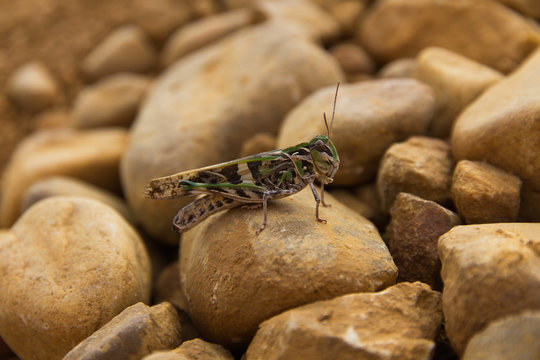 Saltamontes entre piedras