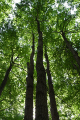 Fototapeta premium Green forest