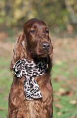 Cute Irish Setter female with a scarf on her neck