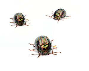 Rosemary Beetles