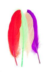 colorful feathers isolated