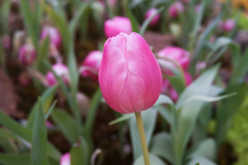 Tulip flower