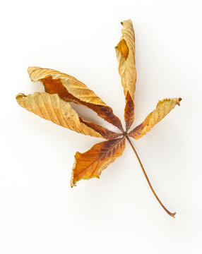 Dead Horse Chestnut Leaf
