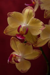 Obraz na płótnie Canvas желтая орхидея