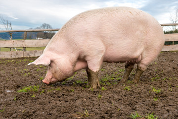 Pig on a farm