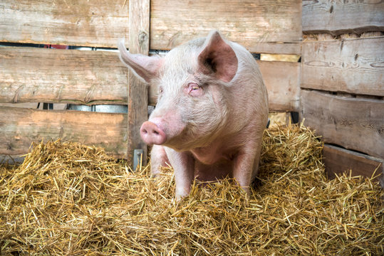 Pig on hay and straw