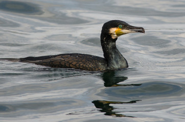 Cormorant