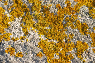 Lichen growing on rock face