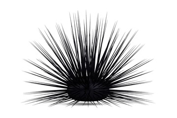 realistic 3d render of sea urchin