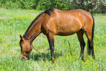 Chestnut horse (mare) grazing fresh grass on a spring pasture.