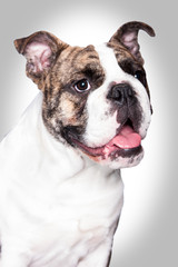 Fototapeta premium Hundeportrait - englische Bulldogge