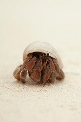 Hermit Crab on the sandy beach