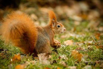 Red squirrel foraging