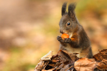 Naklejka na ściany i meble Red squirrel with a nut