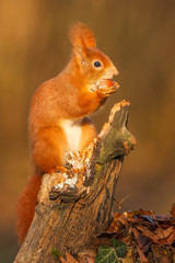 Red squirrel in the sun