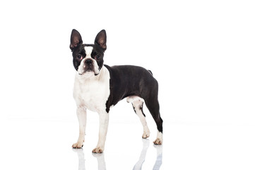 Boston Terrier