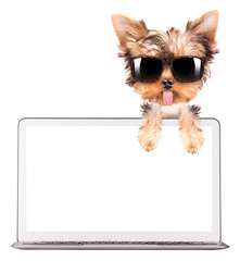 dog using a computer