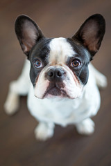 Fototapeta premium French bulldog sitting on the floor