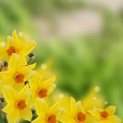 Fototapeta na wymiar Fresh spring flowers of daffodils