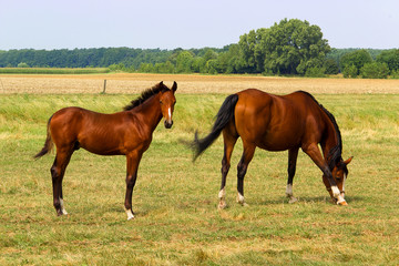 Naklejka na ściany i meble horse mare on a summer pasture