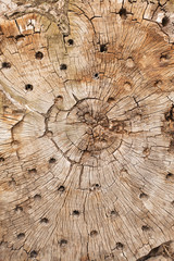 Fototapeta premium Wood texture of cut tree trunk, close-up
