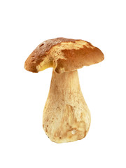 Fresh edible mushroom