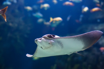 Batoidea fish in ocean © Maxim Khytra