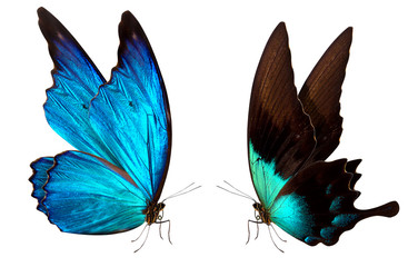 butterfly macro background © boule1301