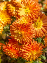 Obraz premium Bouquet of orange autumn chrysanthemums