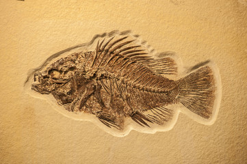 Complete fish fossil